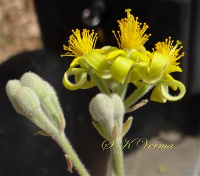  Inflorescence